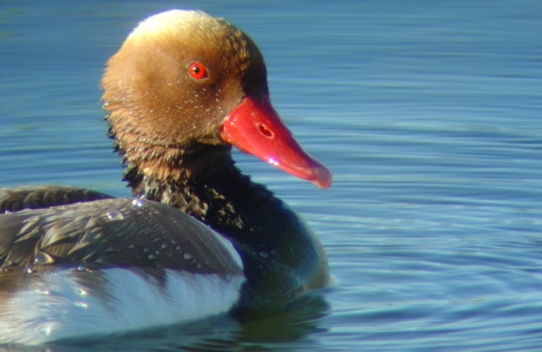 Bird Watching - ALGARVE YACHT CHARTER CENTRE